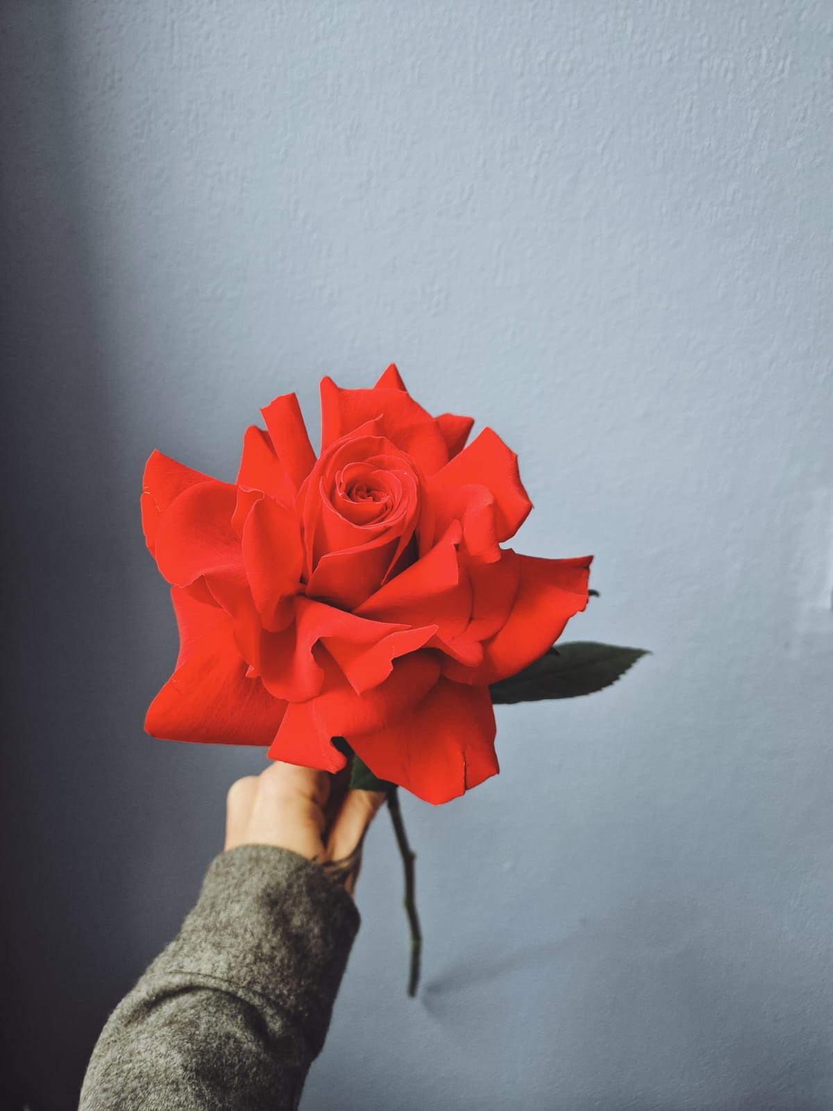 One rose at a time - Reflexing workshop