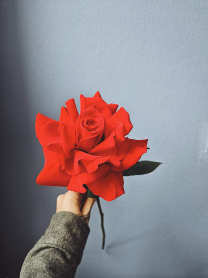 One rose at a time - Reflexing workshop