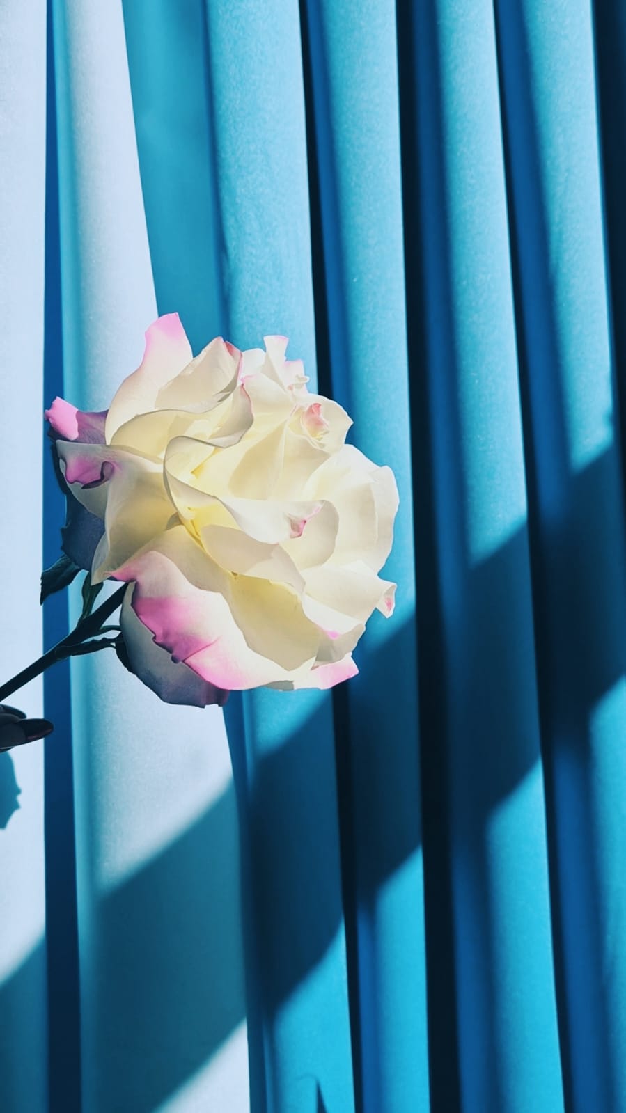One rose at a time - Reflexing workshop