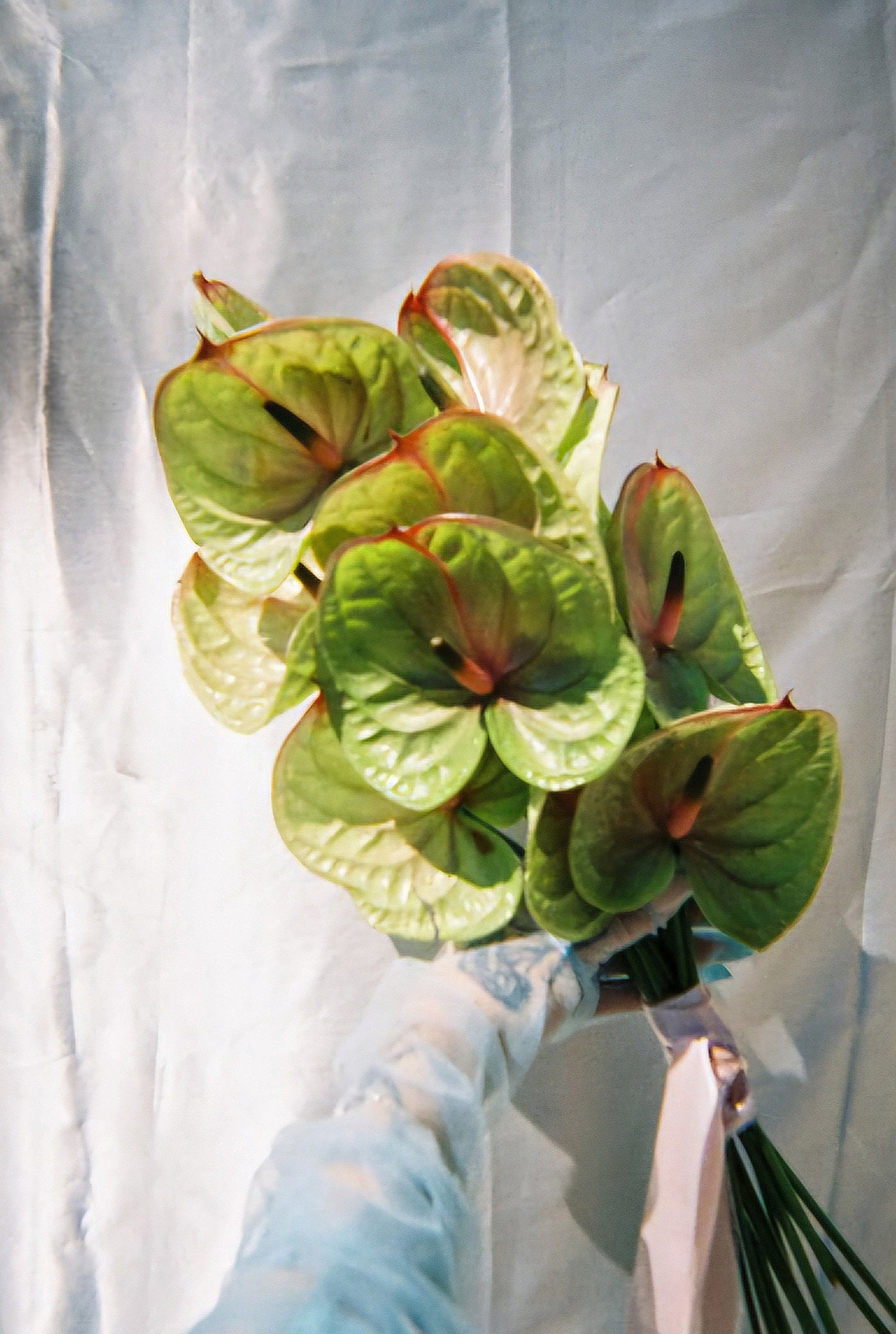 Bouquet of green anthurium flowers held by a person wearing a blue glove against a white background