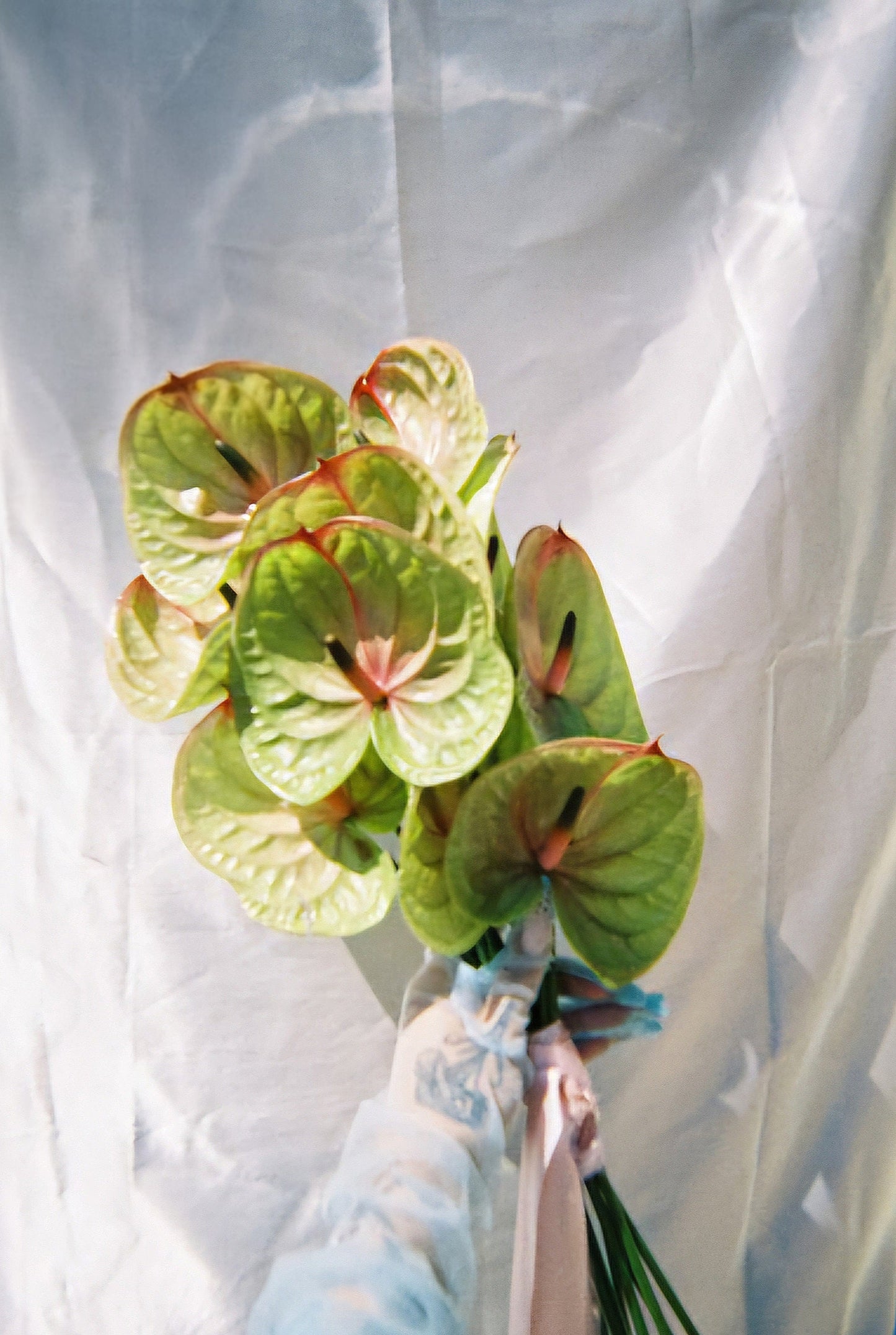 Bouquet of Anthurium plants against a white background