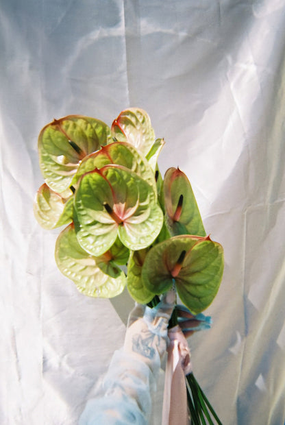Bouquet of Anthurium plants against a white background